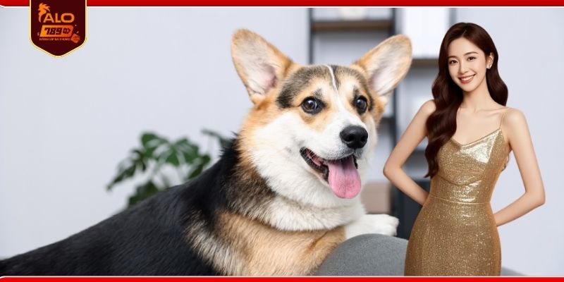 Giải mã thấy chó đánh số gì chuẩn xác