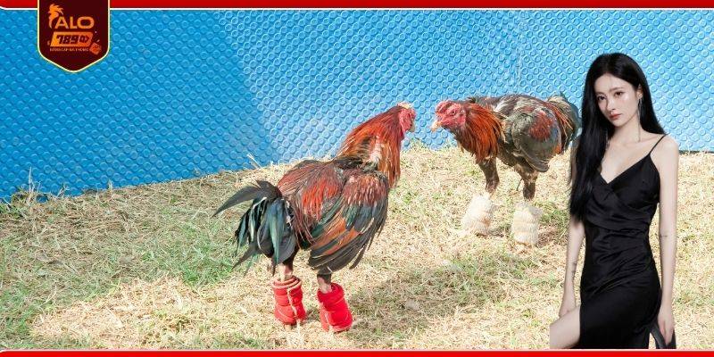 Hướng dẫn xem đá gà Campuchia 24h đơn giản