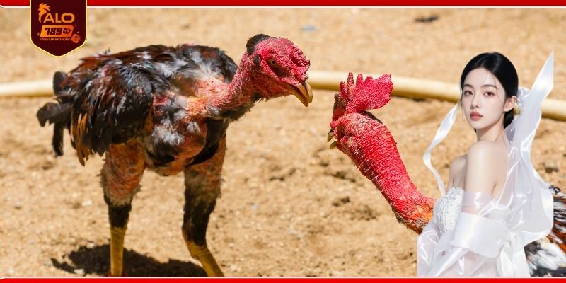 Hướng dẫn xem trực tiếp đá gà online đơn giản