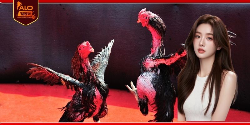 Khám phá các ưu điểm của sảnh đá gà ALO789