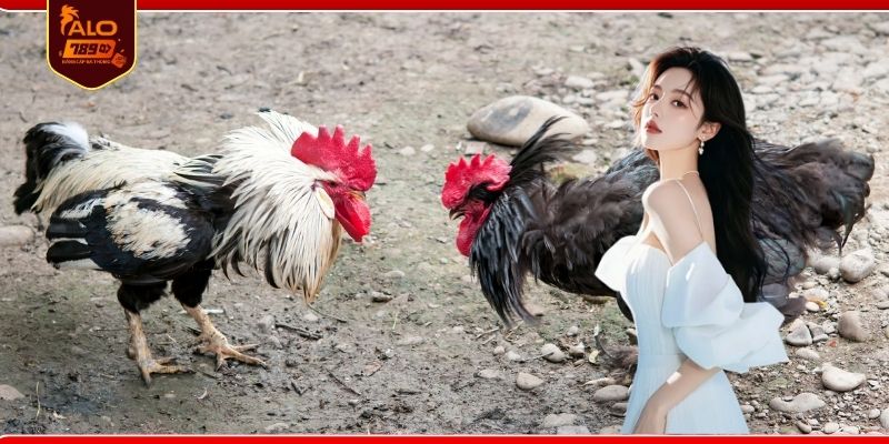 Khám phá đá gà cựa dao trực tiếp tiền lớn hấp dẫn
