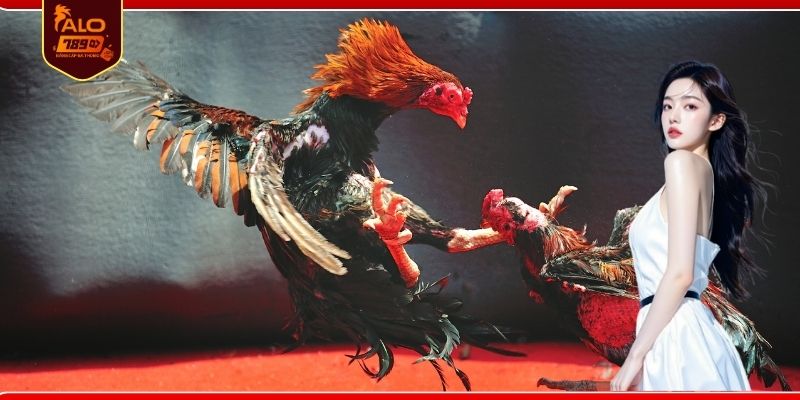 Lịch đá gà Thomo hôm nay phát sóng cập nhật liên tục