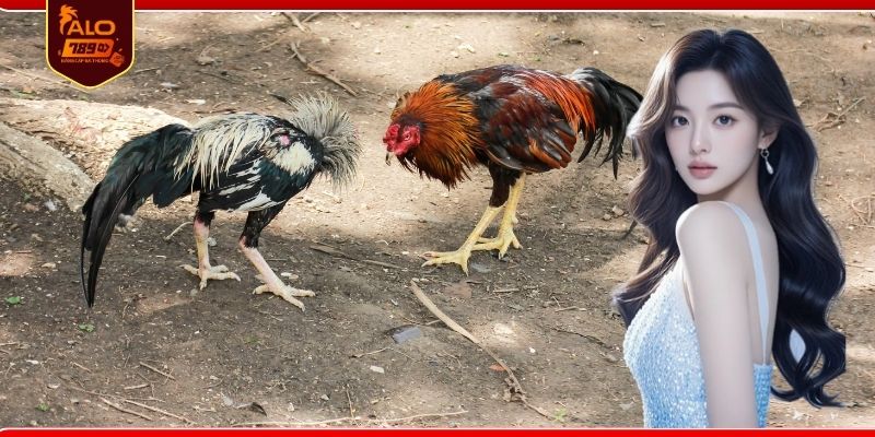 Mẹo hay giúp nâng cao tỷ lệ chiến thắng