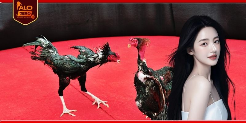 Ưu điểm nổi bật khi tham gia sảnh gà cựa dao